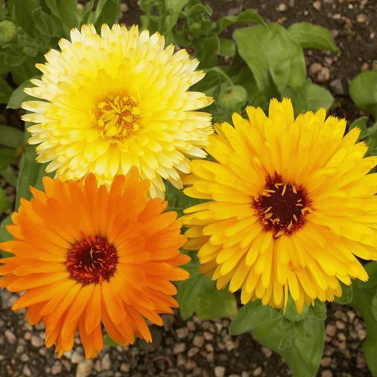 Calendula Calendula officinalis Flower Seeds for Planting