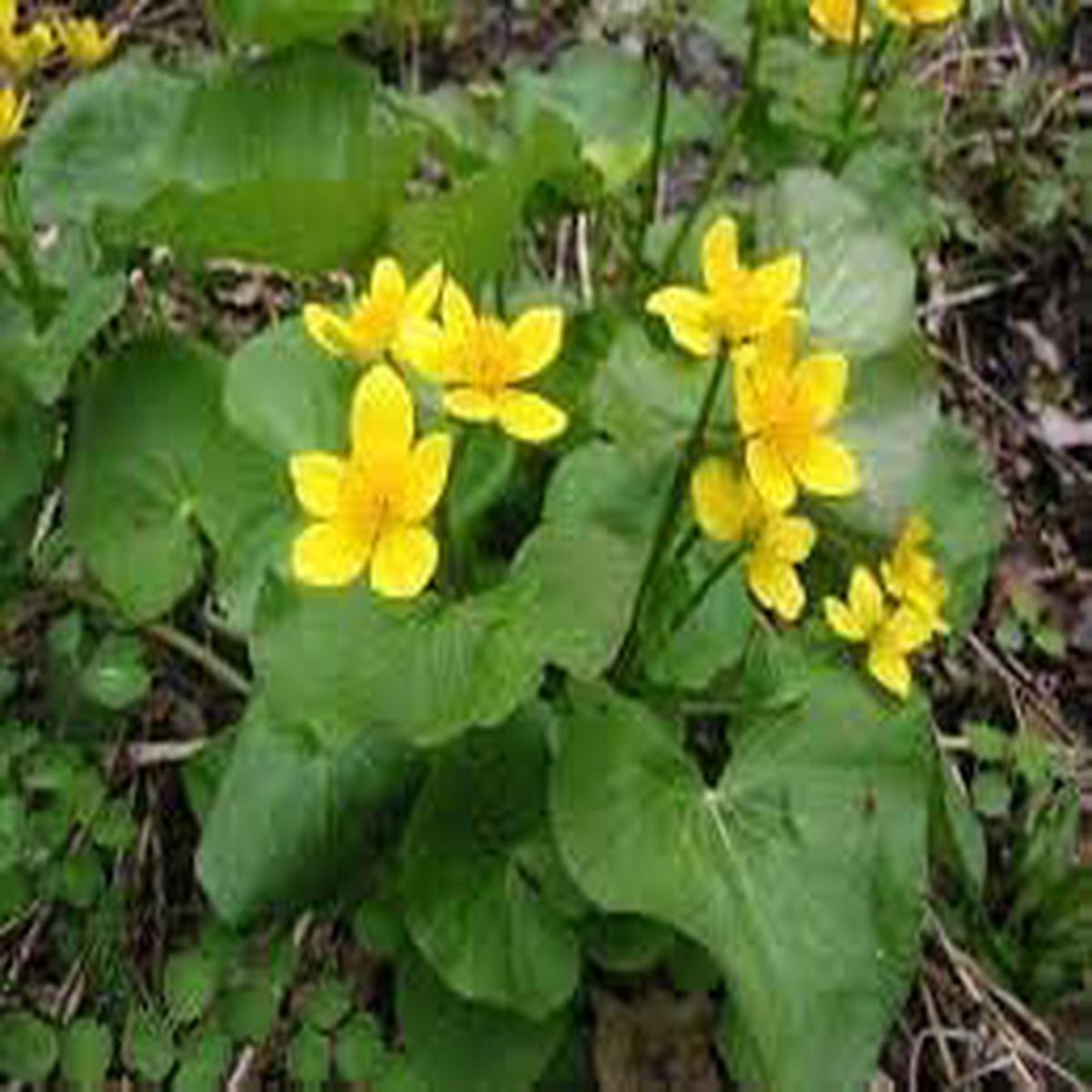 Caltha Palustris Flower Seeds for Planting  Non-GMO Heirloom Organic Garden Seeds, High Germination