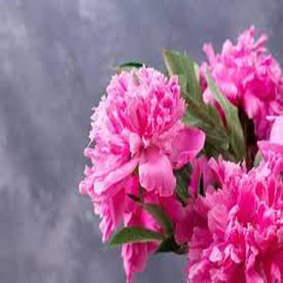 Carnations Flower Seeds for Garden Planting – NON GMO Seeds