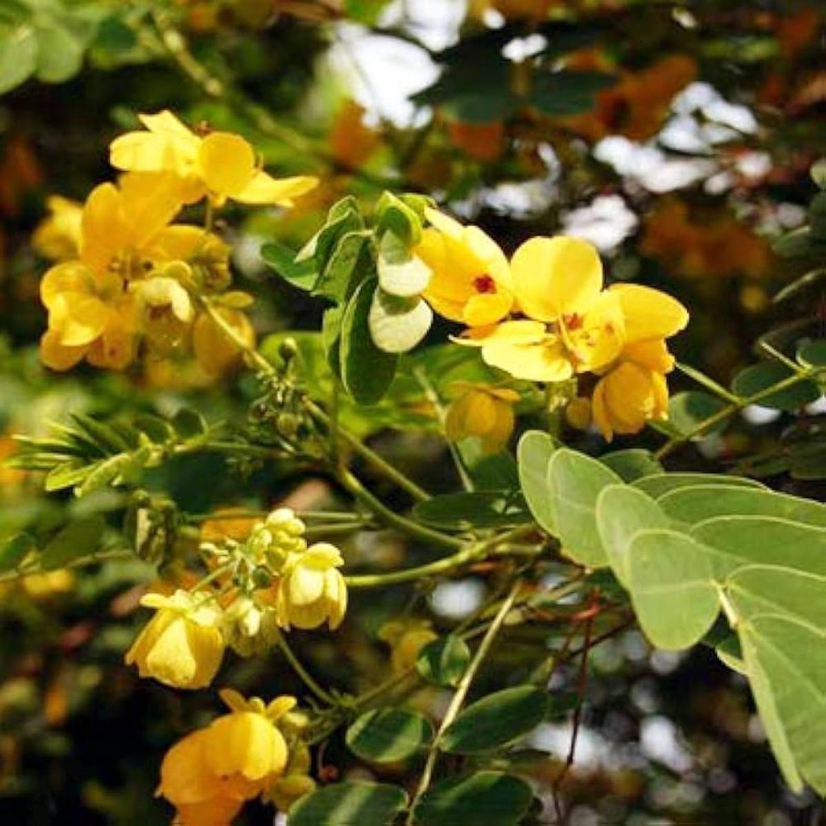 Cassia Glauca Scrambled Egg Bush Yellow Flowers Seeds