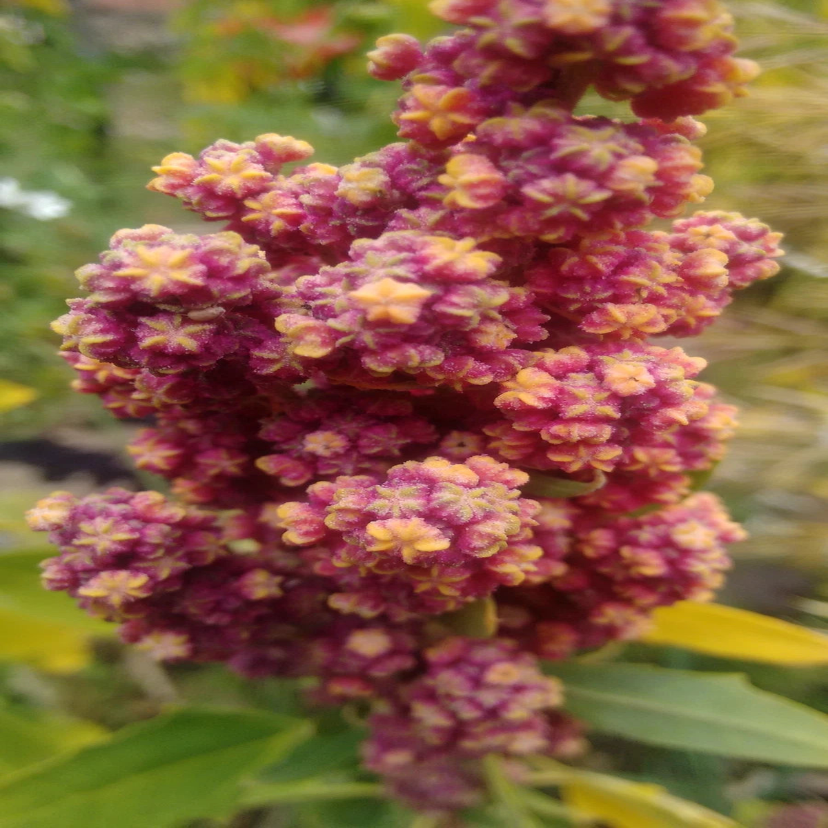 CHENOPODIUM QUINOA Seeds Quinoa shipping Plant seeds  Heirloom, Non-GMO, High Germination Organic Garden Seeds