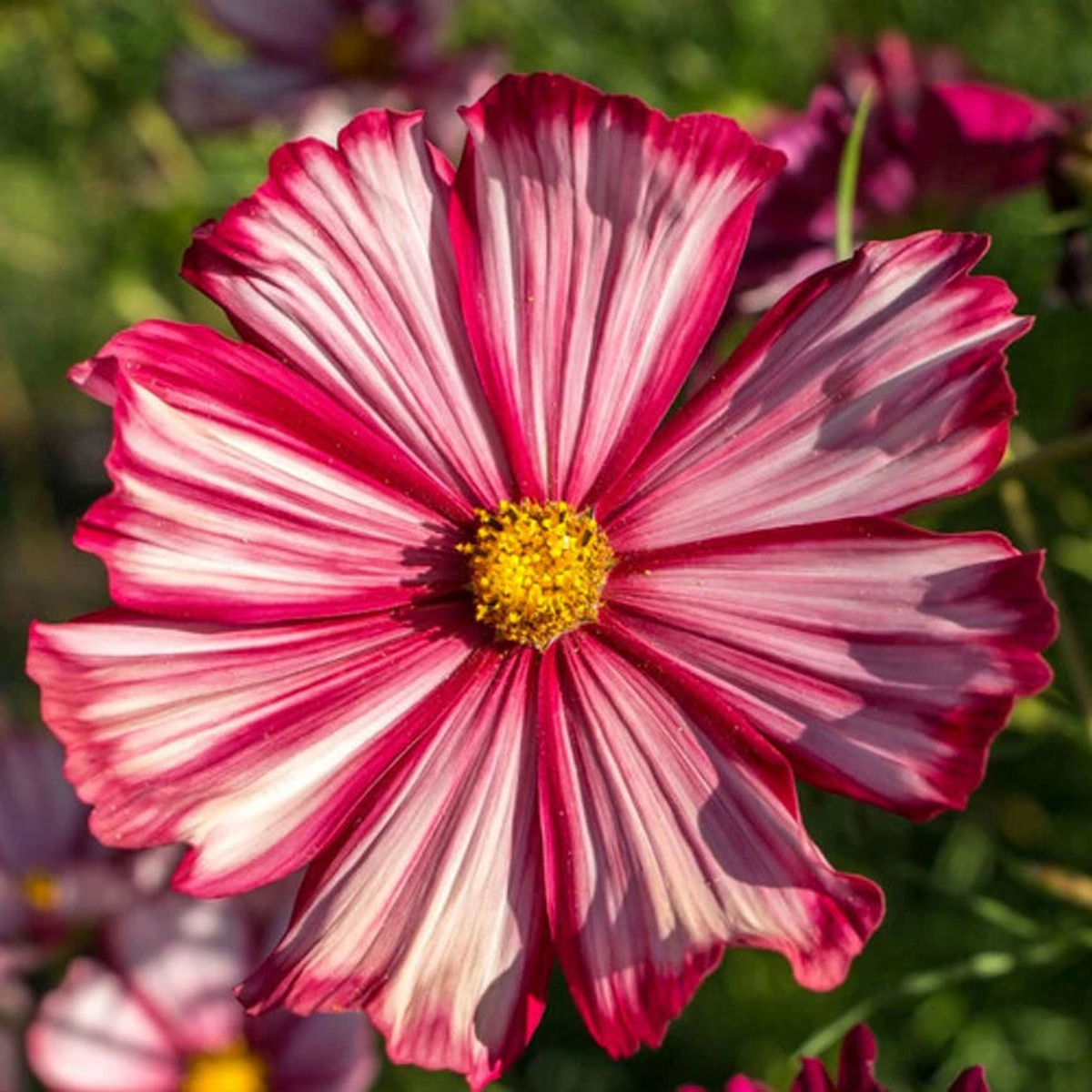 Cosmos Velouette Flower Seeds for Planting  Vibrant Blooms, Non-GMO, Heirloom Seeds