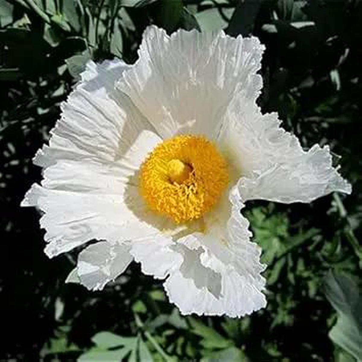 Coulteri Flower Seeds for Planting – NON GMO Seeds