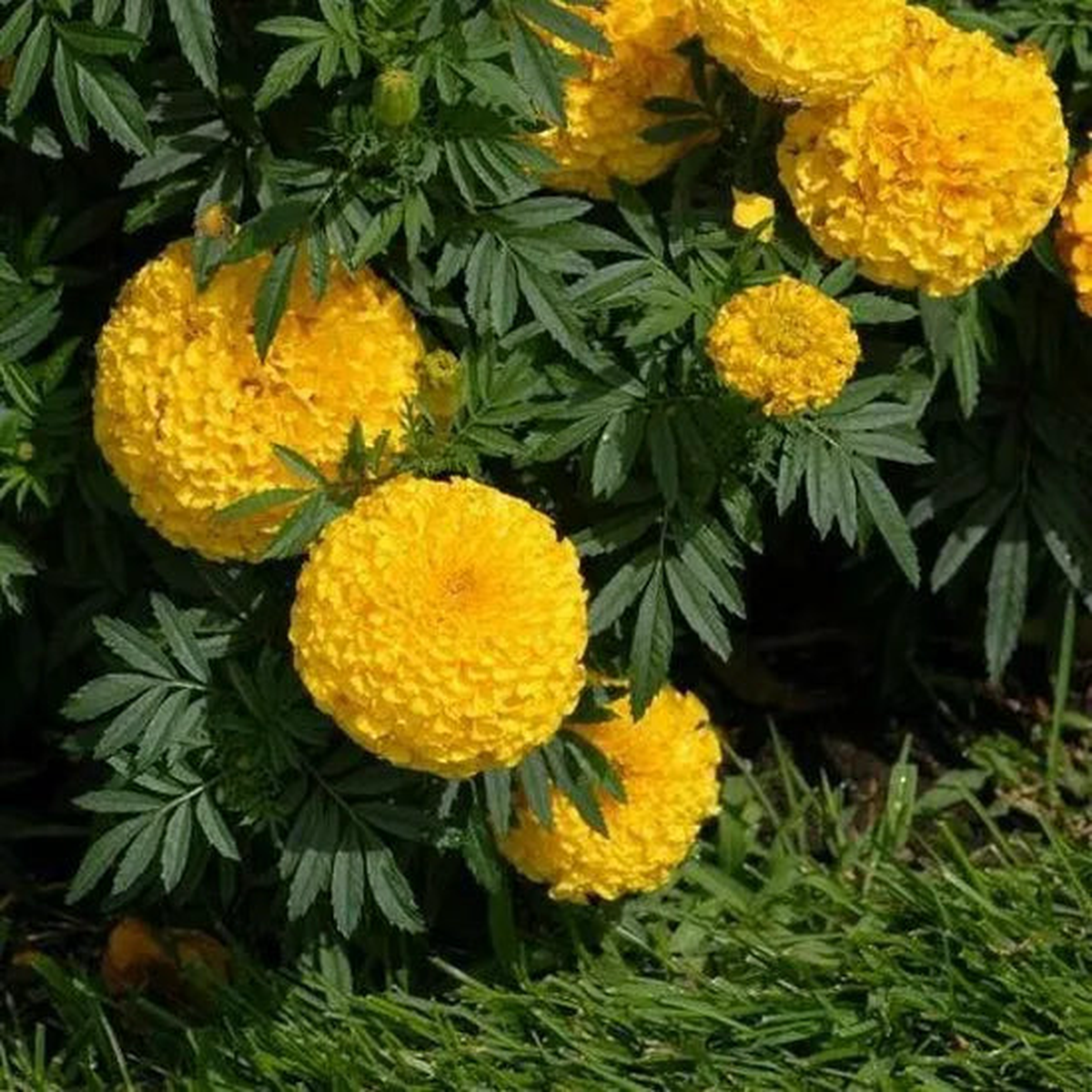 Cultivated Marigold High Quality Variety Marigold Flower  Heirloom, Non-GMO, High Germination Organic Garden Seeds