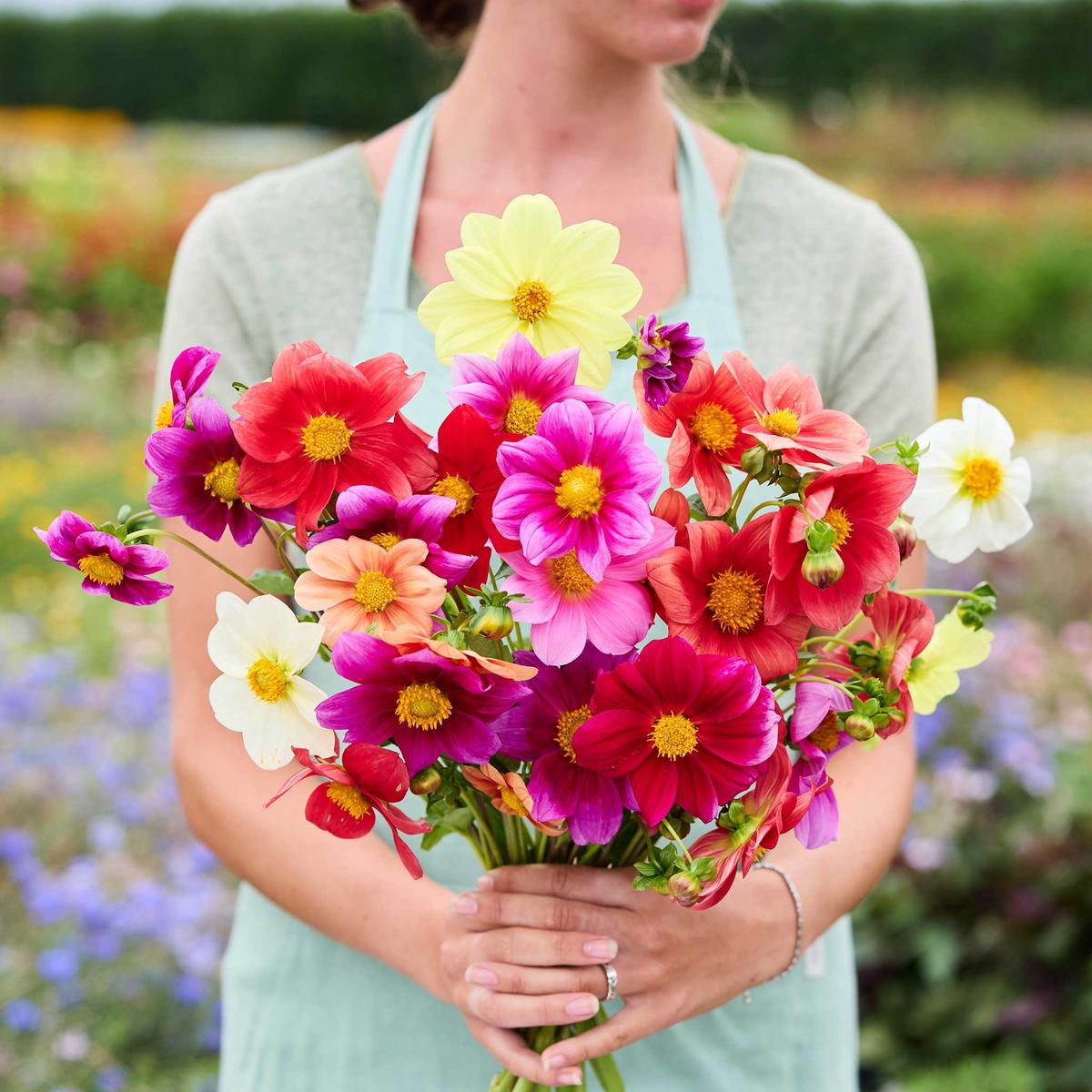 Dahlia Seeds – Coltness Single Mix