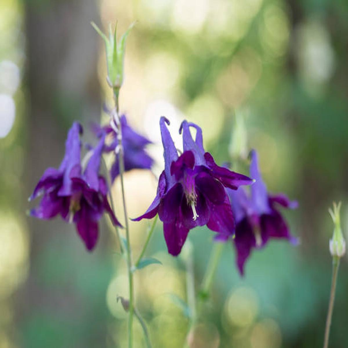 Dark Violet Aquilegia Flower Seeds for Planting  Heirloom, Non-GMO, High Germination Organic Garden Seeds