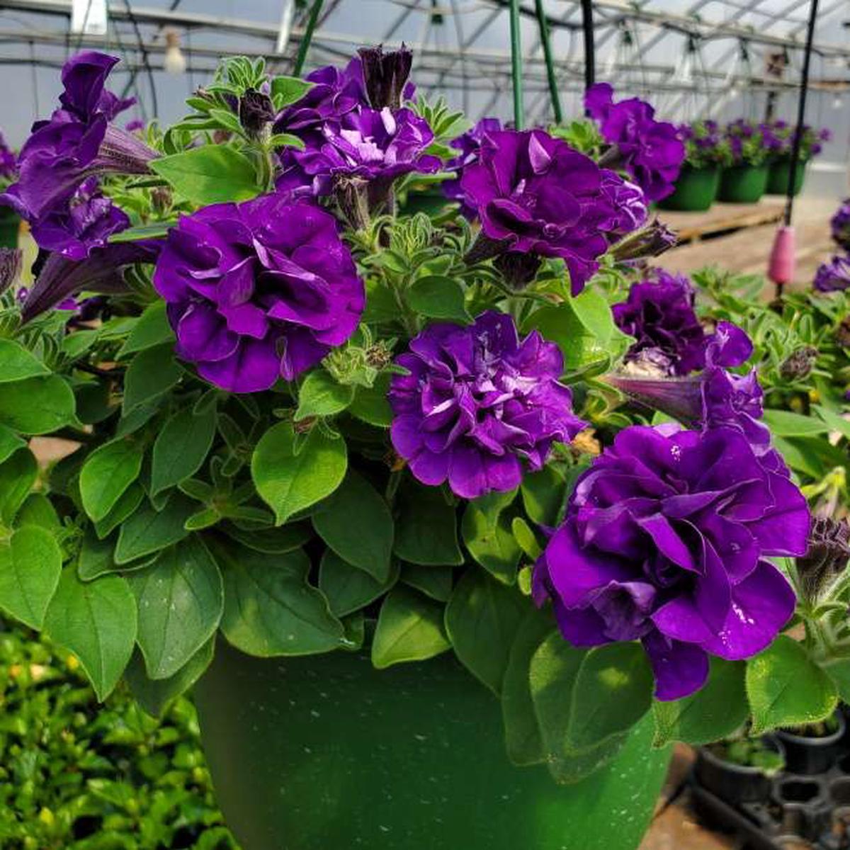 Dark Violet Double Petunia Seeds for Planting  Heirloom Non-GMO with High Germination