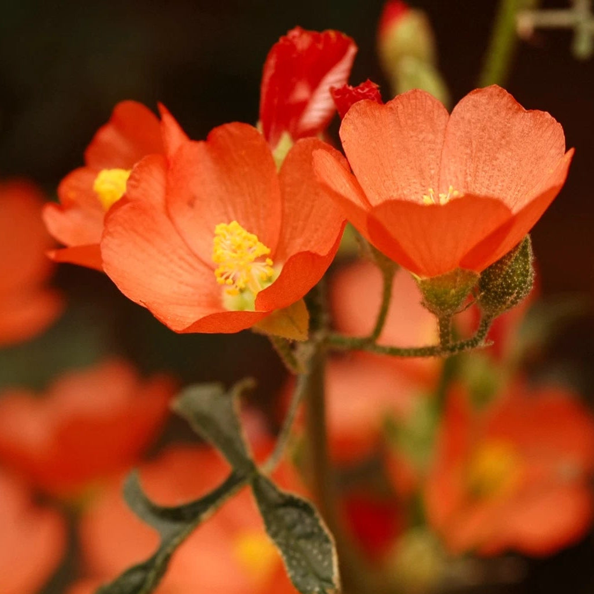 Desert Globemallow Seeds Native Wildflower Gardening Sphaeralcea ambigua  Heirloom, Non-GMO, High Germination Organic Garden Seeds