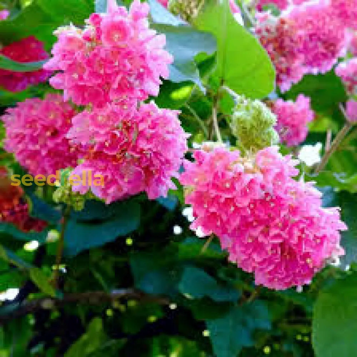 Dombeya Pink Flower Seeds for Planting – Vibrant Blooms for Your Garden