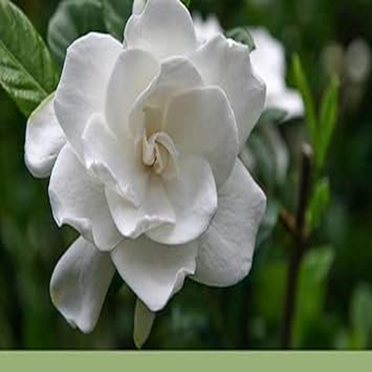 Gardenia Jasminoides Seeds for Planting  Organic Heirloom Non-GMO Fragrant Flower Seeds