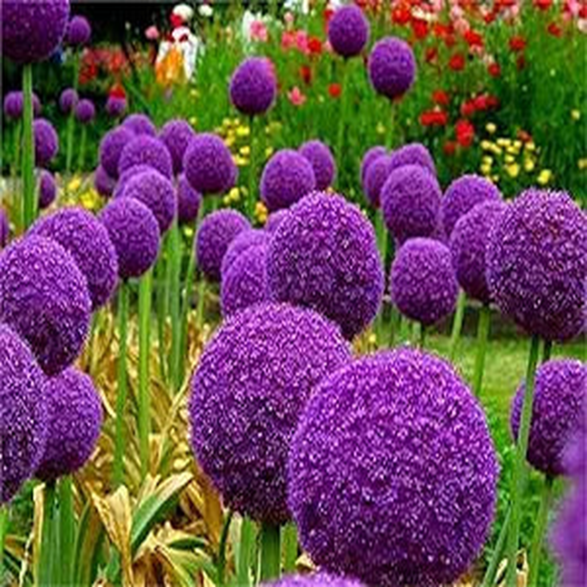 Giant Allium Giganteum Seeds for Planting home garden flower bed