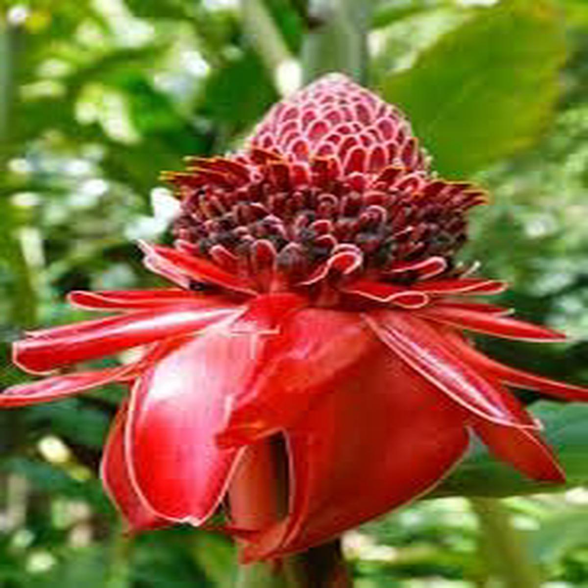 Ginger Etlingera Elatior Flower seeds for Planting Compact Growth Heirloom & GMO Free Seeds for Home Garden