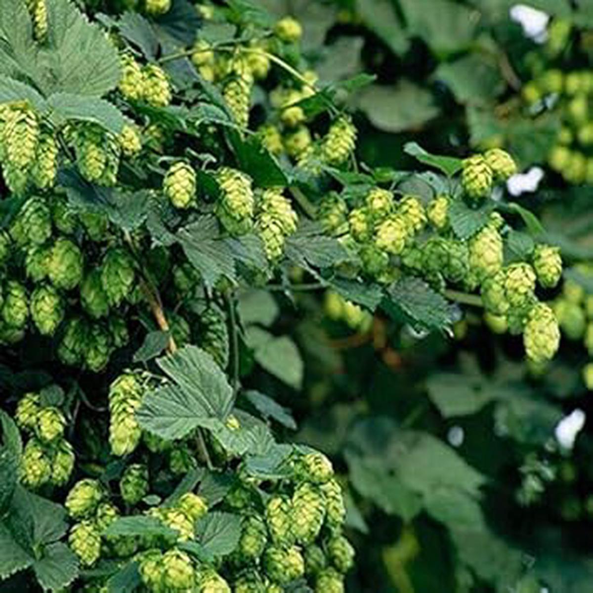 Green Humulus Lupulus Flower seeds for Planting – Cut Flower Favorite, Heirloom & GMO Free Seeds for Home Garden