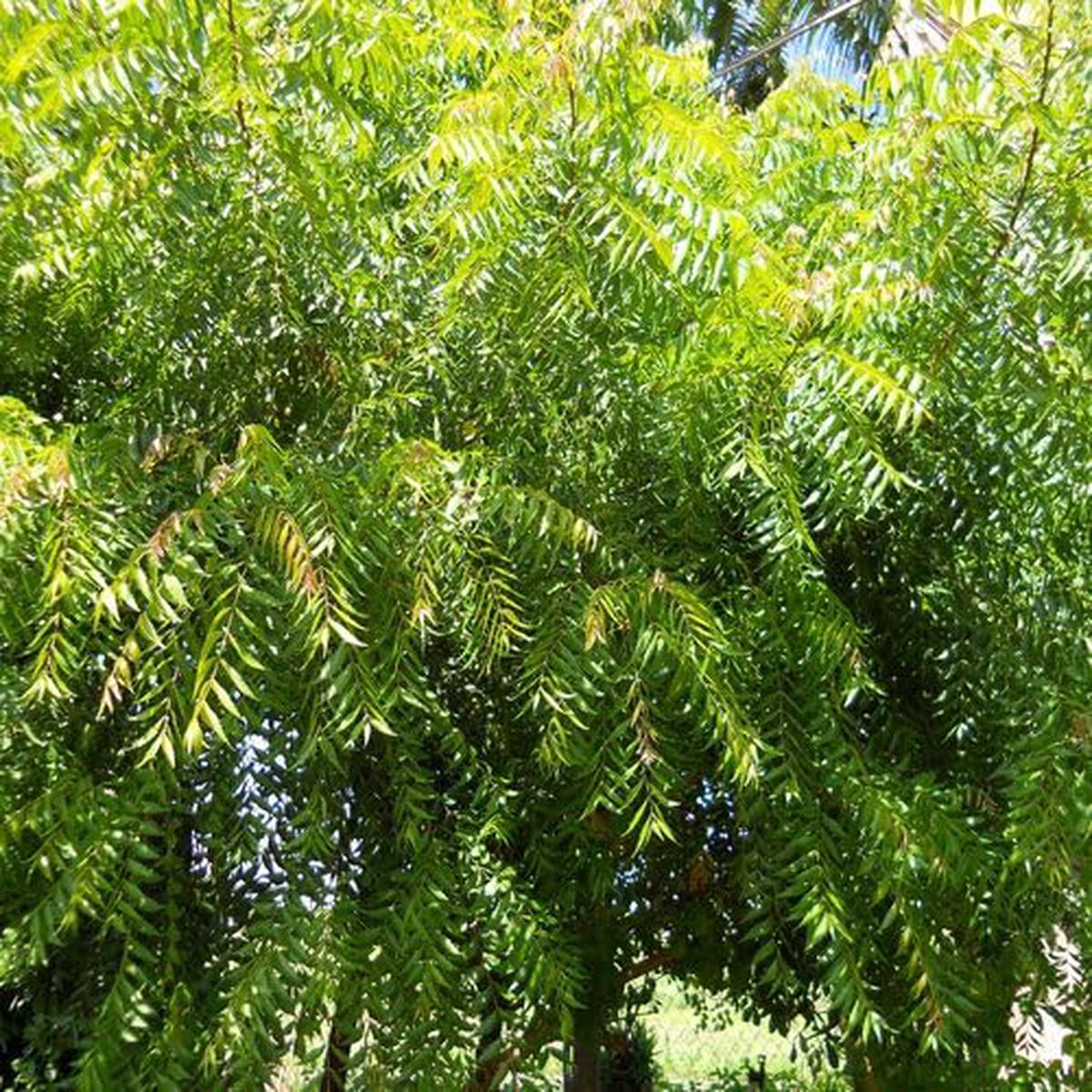 Green Neem Azadirachta Indica Tree – Heirloom, Non – Gmo Seeds