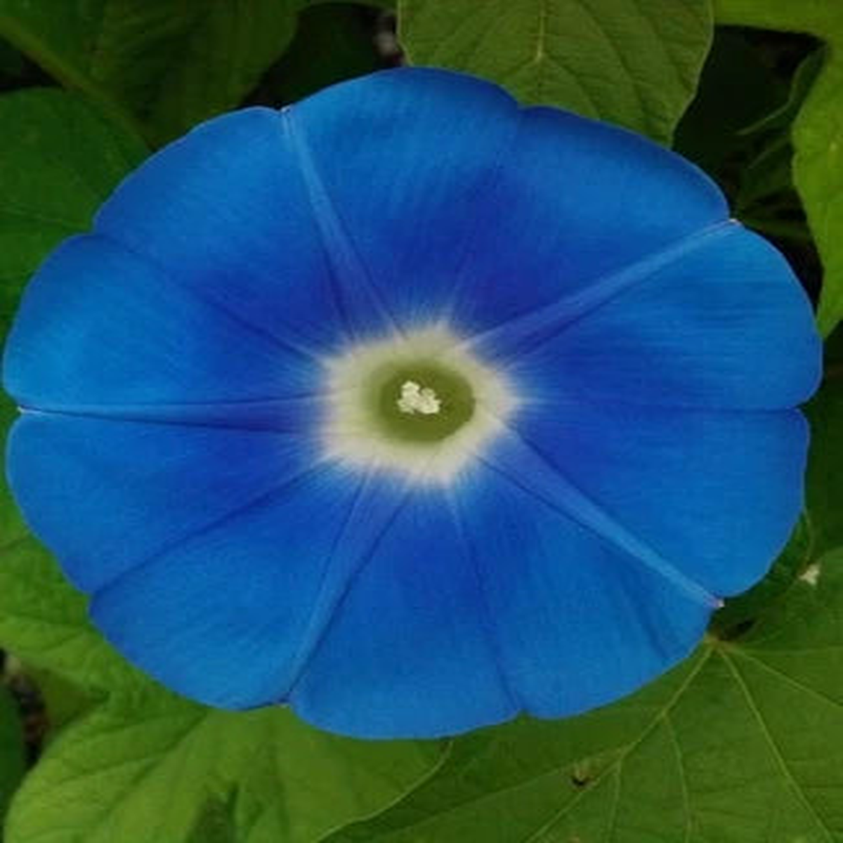 Heavenly Blue Morning Glory Giant Blue Flowers  Heirloom, Non-GMO