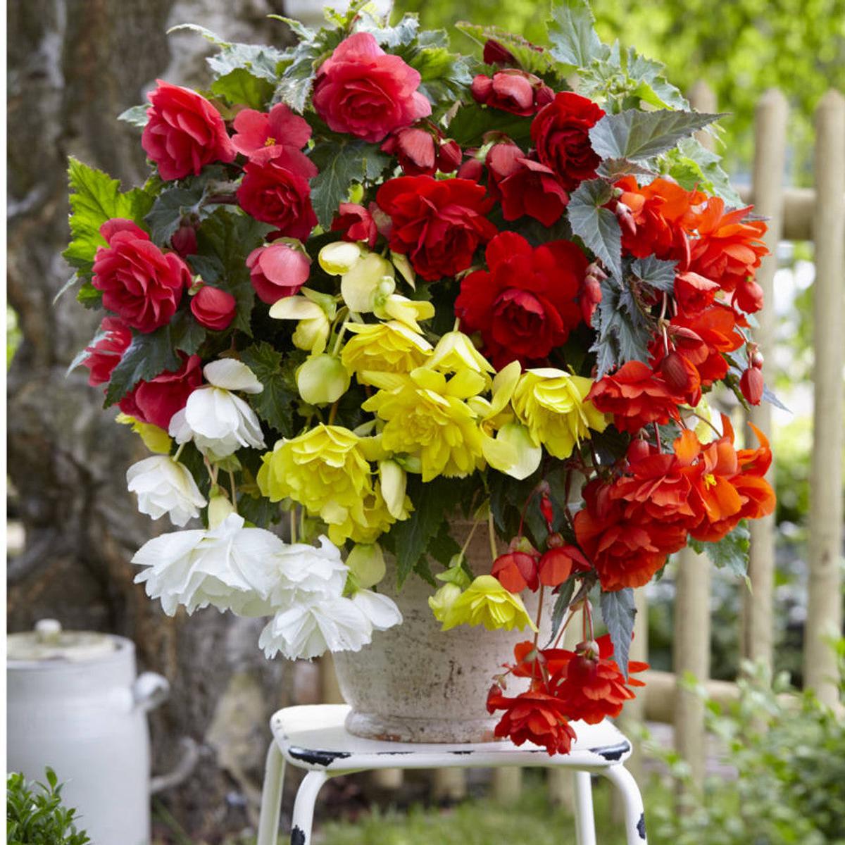 Heirloom Begonia Semi-Trailing Seeds  Non-GMO Flower Seeds for Planting | High Germination Organic Garden Blooms