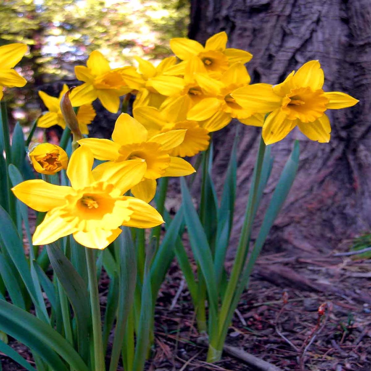 Heirloom Daffodil Narcissus Flower Seeds for Planting  Non-GMO, Organic Garden Seeds with High Germination