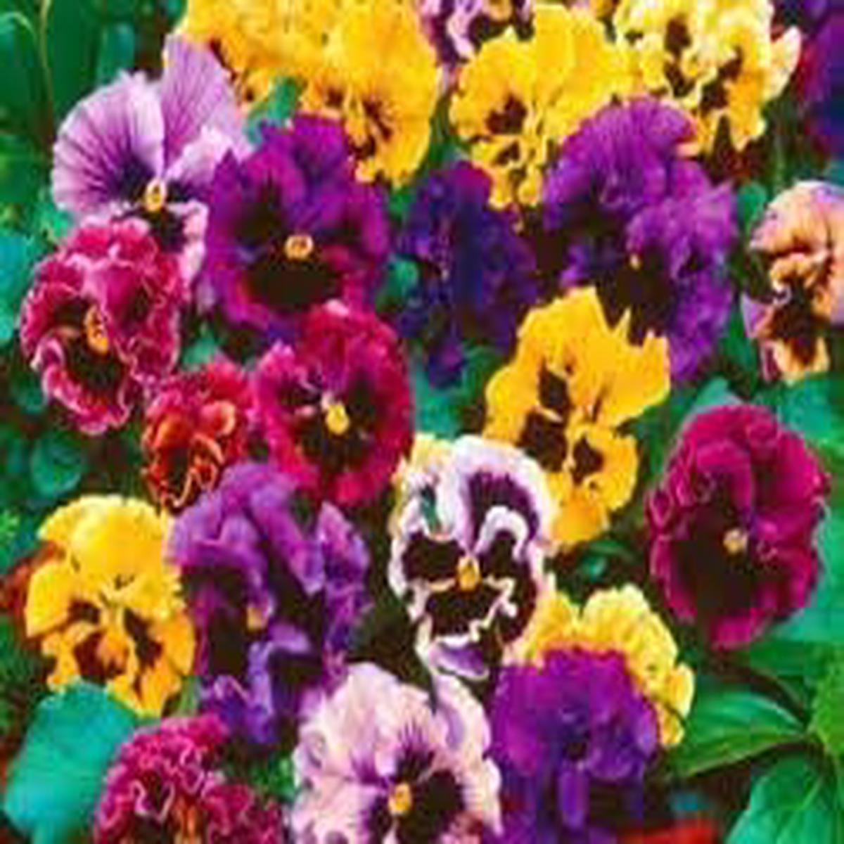 Heirloom Double Pansy Rococo Flower Seeds for Planting  Non-GMO, High Germination Organic Cool-Season Blooms