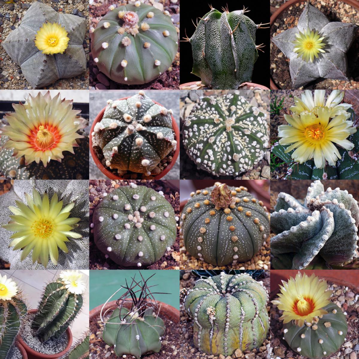 Heirloom Non-GMO Astrophytum Plant Seeds for Planting  Rare Cactus Variety for Decorative Gardens | High Germination