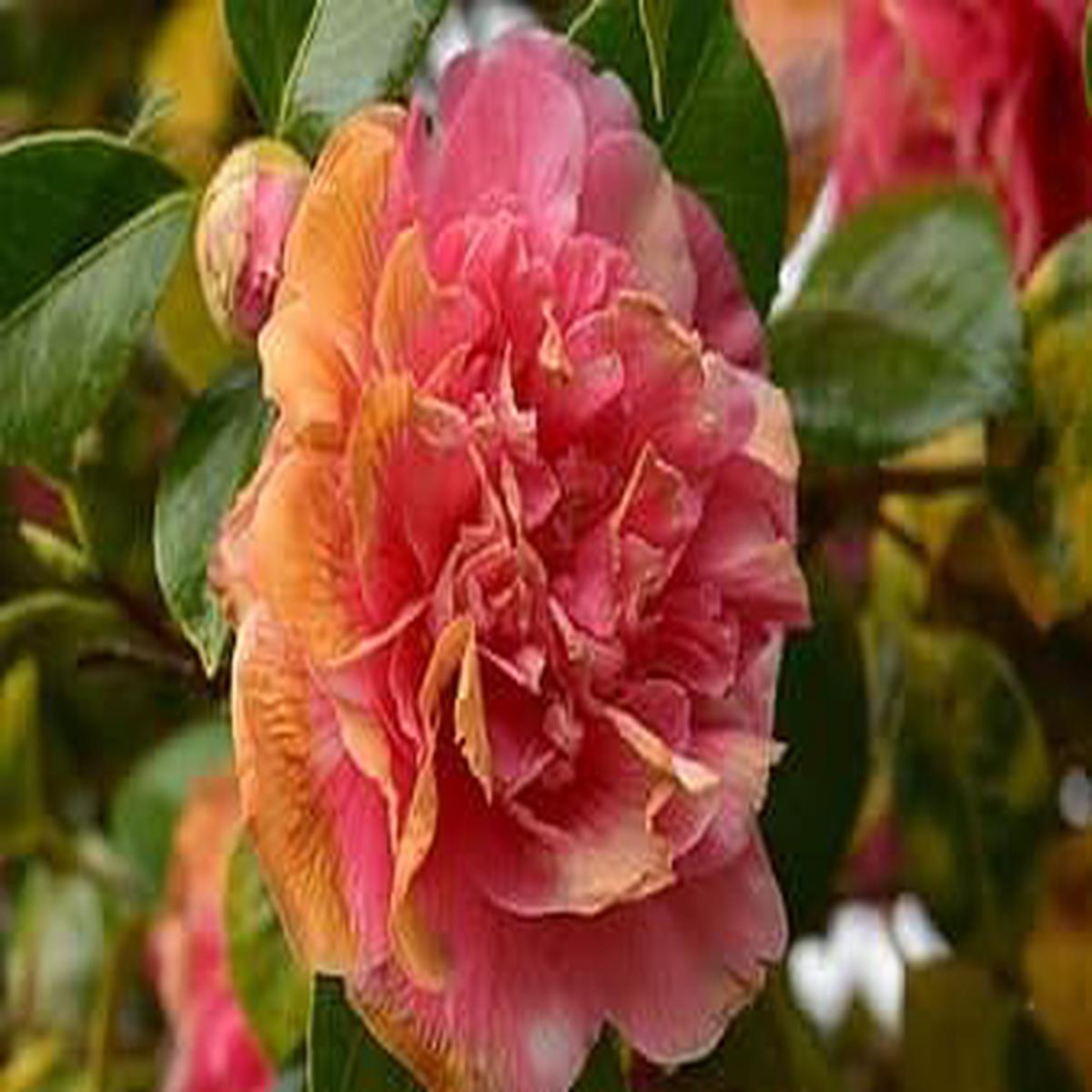 Heirloom Non-GMO Camellia Pink Orange Flower Seeds for Planting  High Germination Organic Garden Seeds