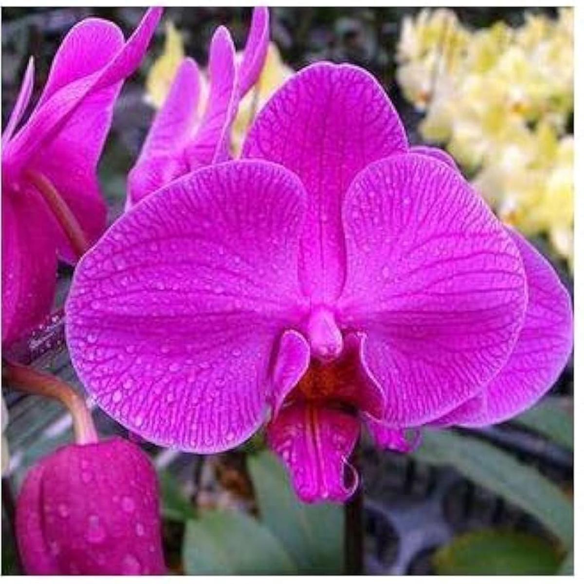 Heirloom Non-GMO Thick Pink Orchid Flower Seeds for Garden Planting  Unique Exotic Bloom Seed