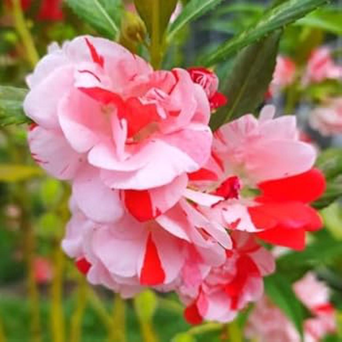 Heirloom Non-GMO White Red Balsam Camellia Flower Seeds for Planting High Germination Organic Garden Seeds