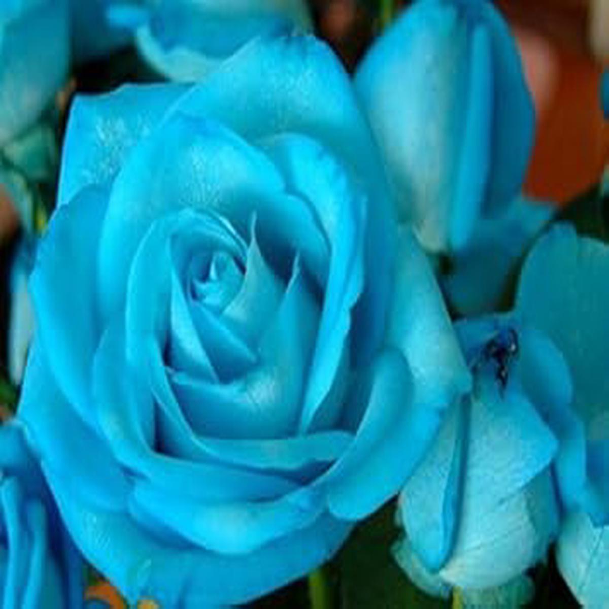Heirloom Sky Blue Holland Rose Flower Seeds for Planting  Non-GMO, Organic Garden Seeds, High Germination