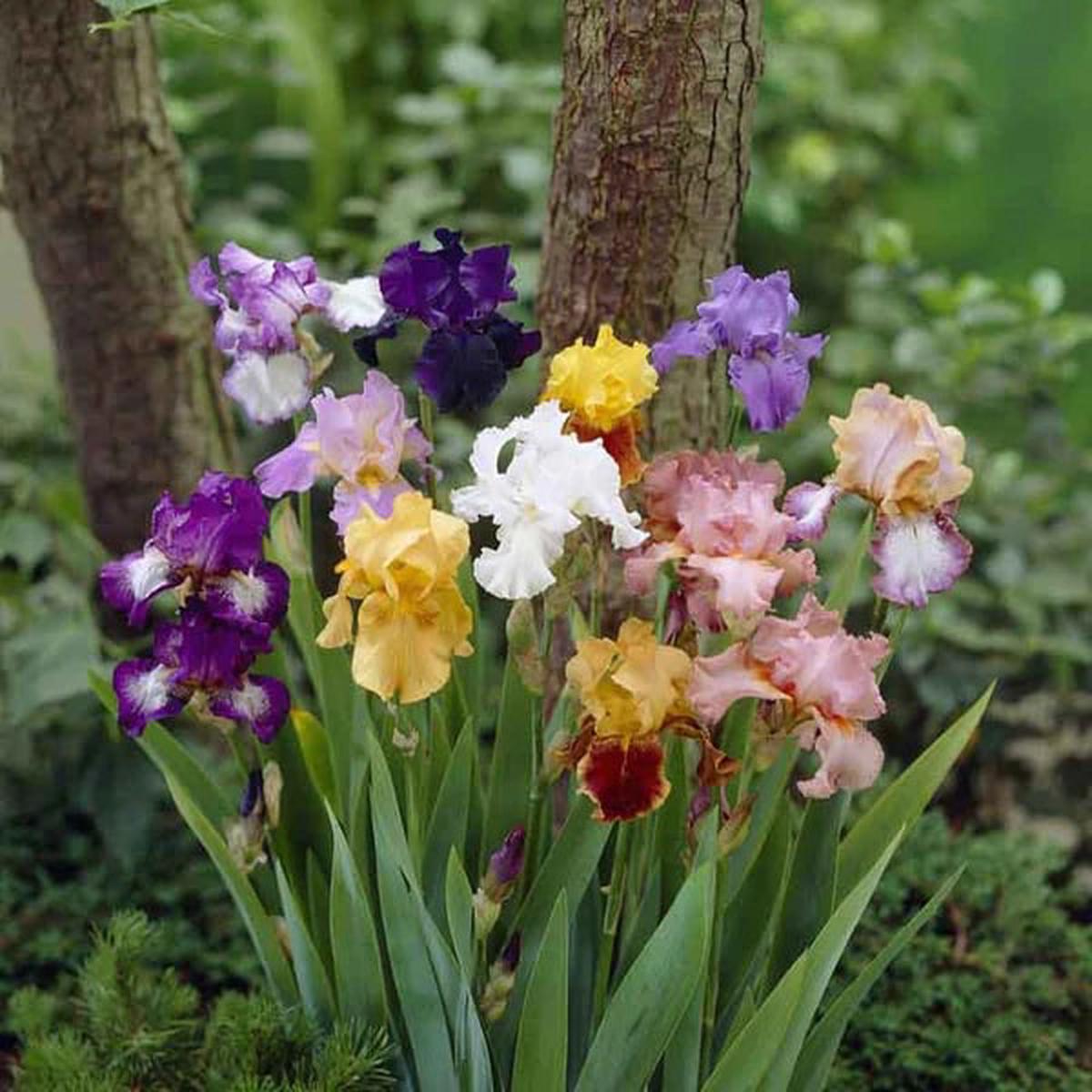 Iris Flower Seeds for Planting Premium Quality Heirloom Non-GMO Seeds for Home Garden
