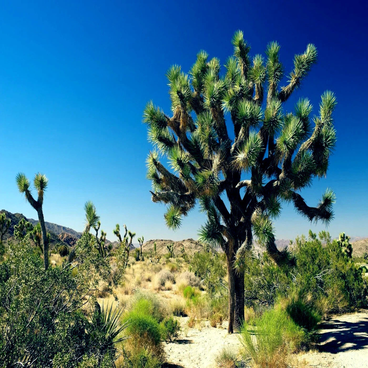 JOSHUA TREE SEEDS Largest Yucca Plant Cactus Cacti Succulent Palm Flower RARE  Heirloom, Non-GMO, High Germination Organic Garden Seeds
