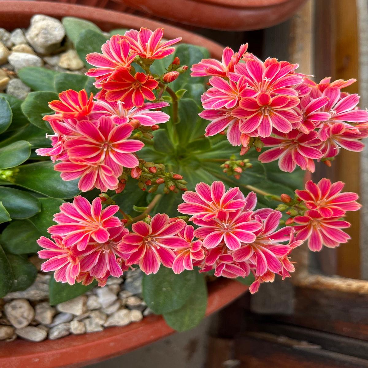 Lewisia Cotyledon Flower seeds for Planting – Garden Favorite, Heirloom & GMO Free Seeds for Home Garden