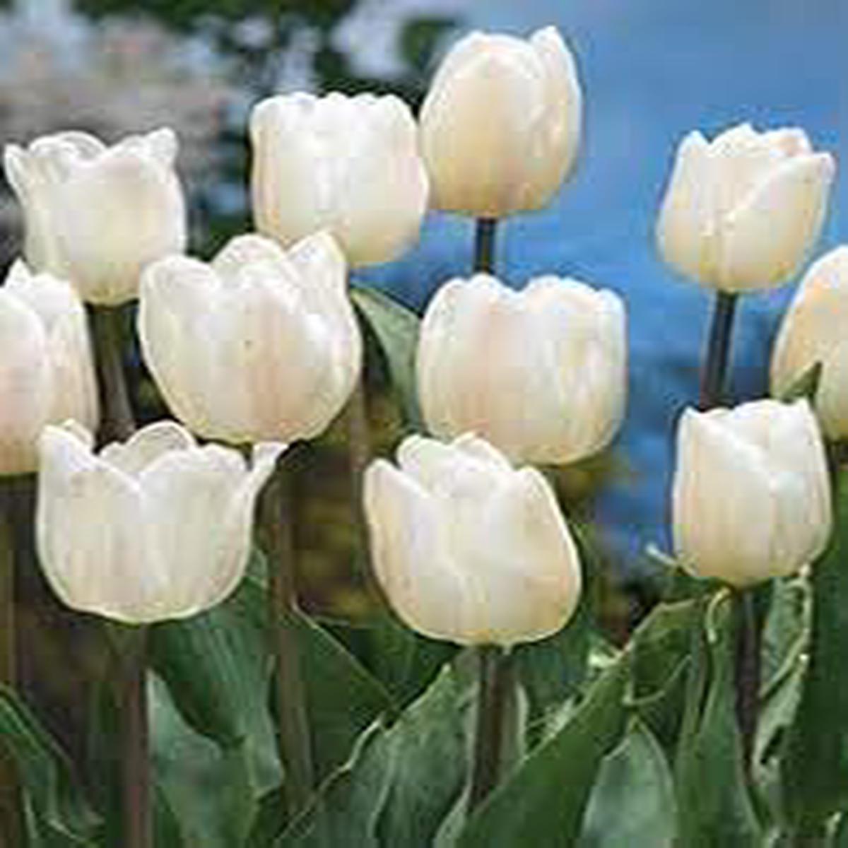 Light Grey Tulip Flower Seeds  Heirloom Non-GMO Organic Garden Seeds for Planting, High Germination Tulip Blooms