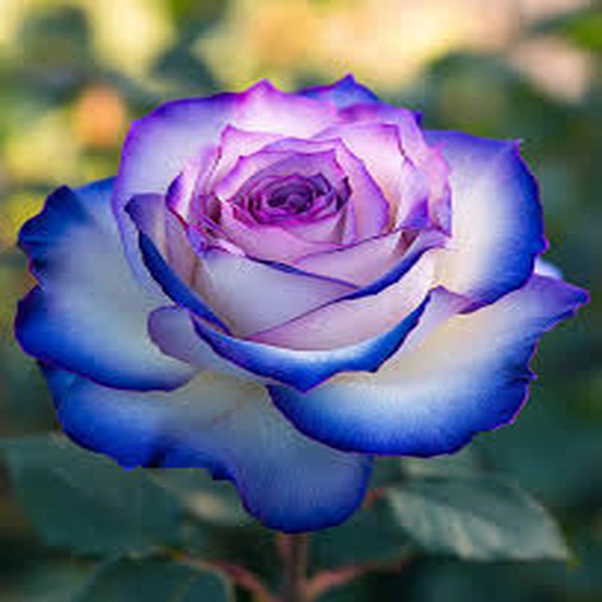 Light Purple White Holland Rose Flower Seeds for Planting  Heirloom, Non-GMO, Premium Quality, High Germination