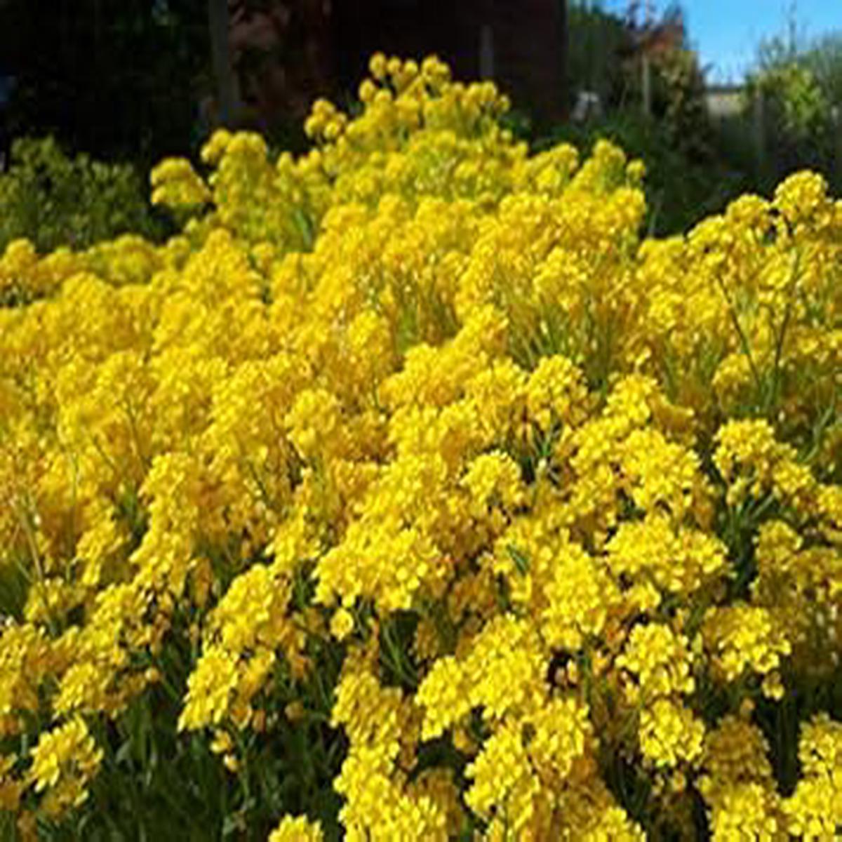 Light Yellow Aubrieta Seeds for Planting  Organic, Heirloom, Non-GMO, High Germination Garden Seeds