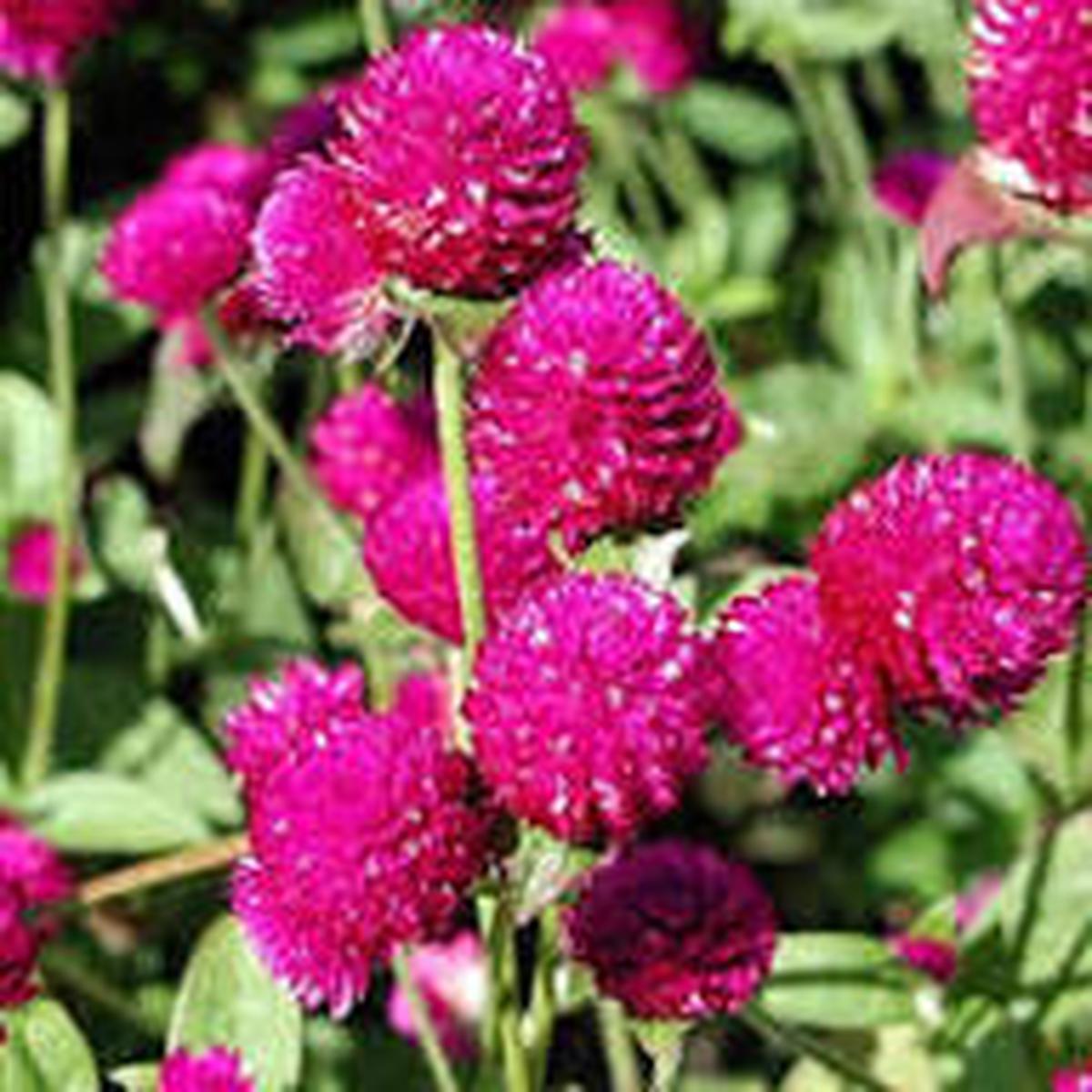 Magenta Flower Seeds for Planting  Shade Tolerant, Heirloom, Non-GMO, High Germination Garden Seeds