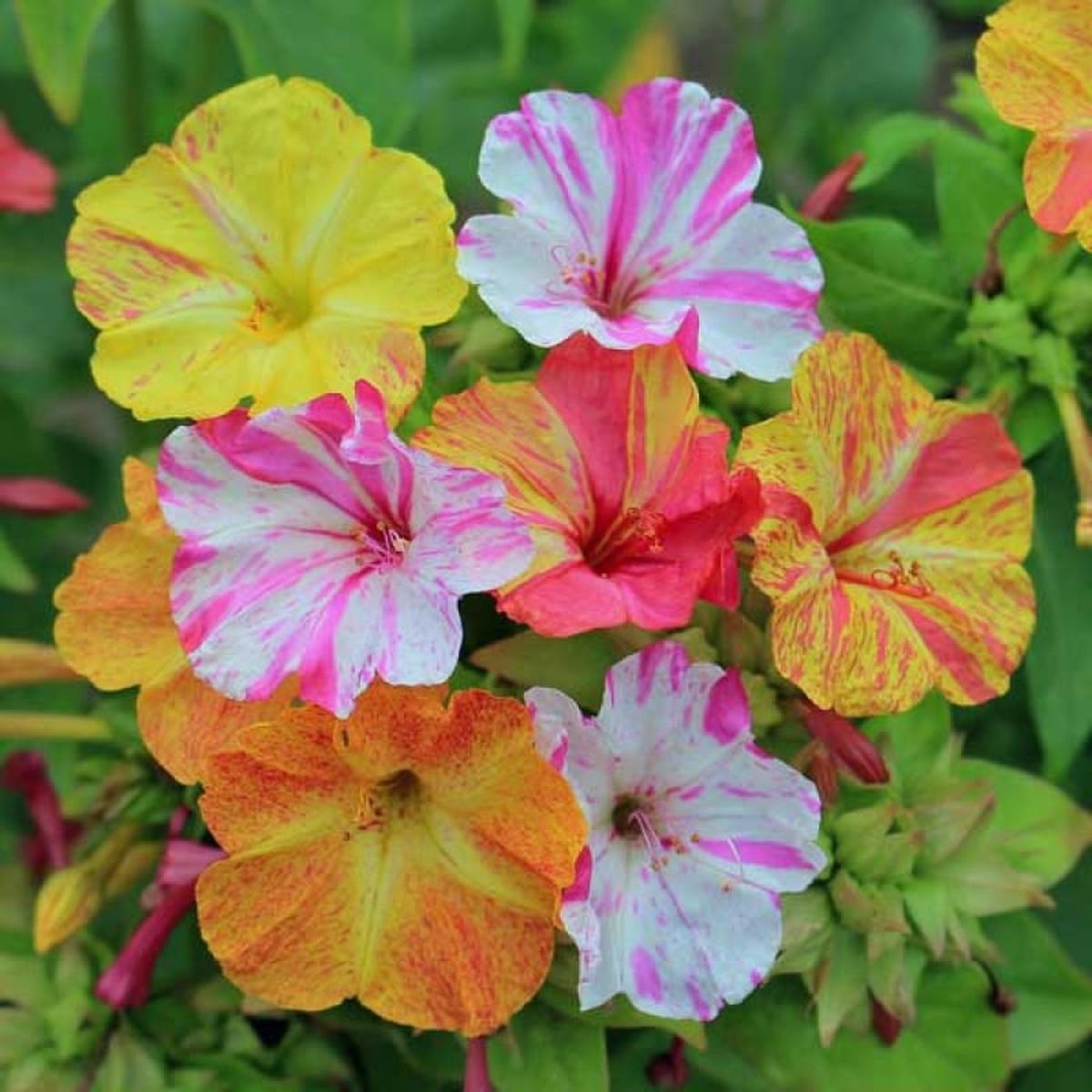 Mirabilis Flower Seeds for Planting  Wildflower Mix, Heirloom GMO Free (Non-GMO), High Germination Organic Garden Seeds