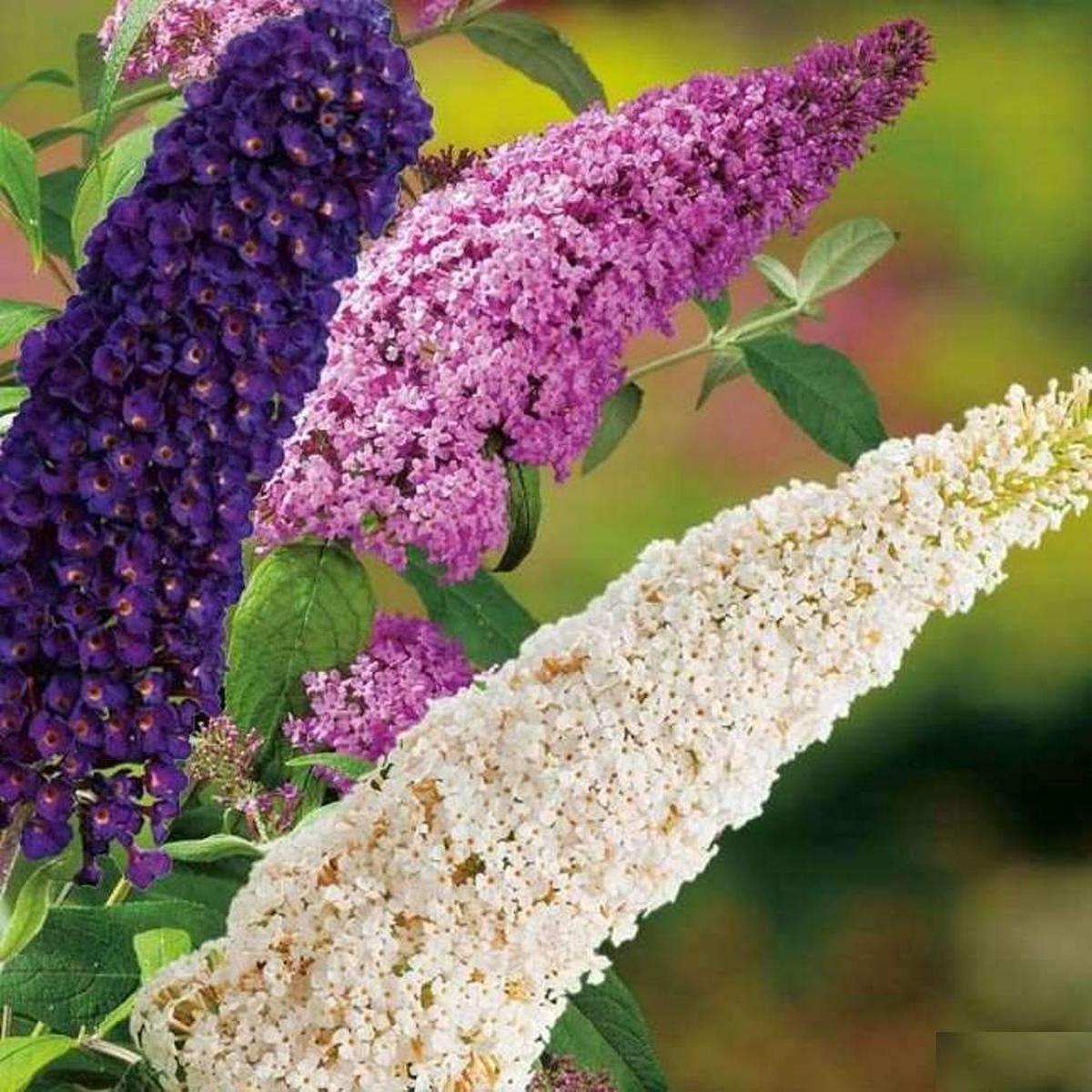 Mixed Buddleia Flower seeds for Planting Compact Growth Heirloom & GMO Free Seeds for Home Garden   Sale