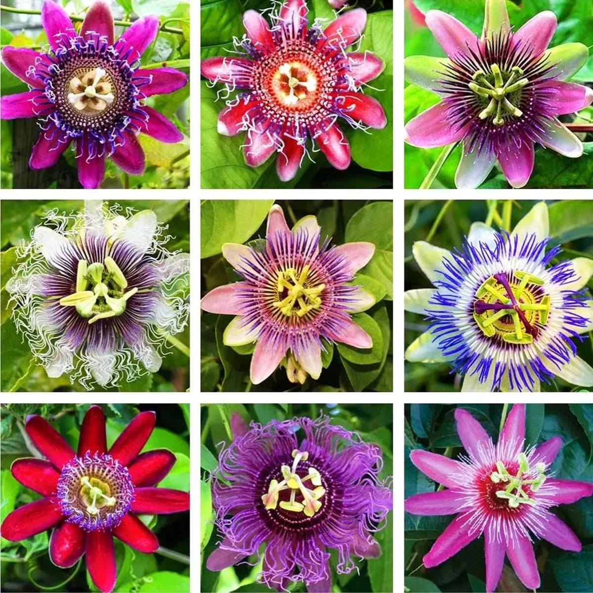 Mixed Color Passion Flower Seeds Non-GMO, Heirloom, High Germination Organic Garden Seeds for Planting