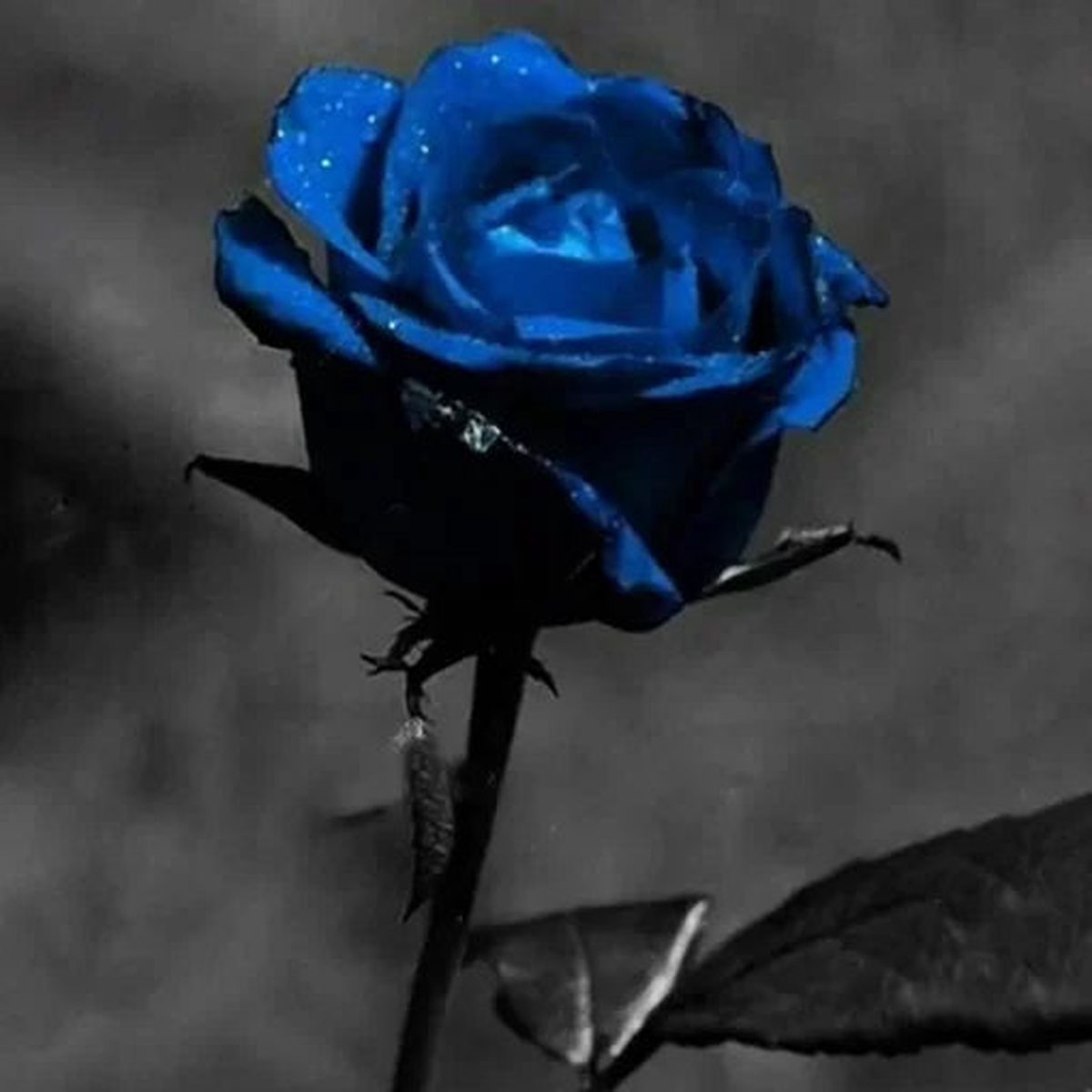 Mixed Color Rose Seeds | Garden Rose Blend for Pots and Beds  Heirloom, Non-GMO, High Germination Organic Garden Seeds