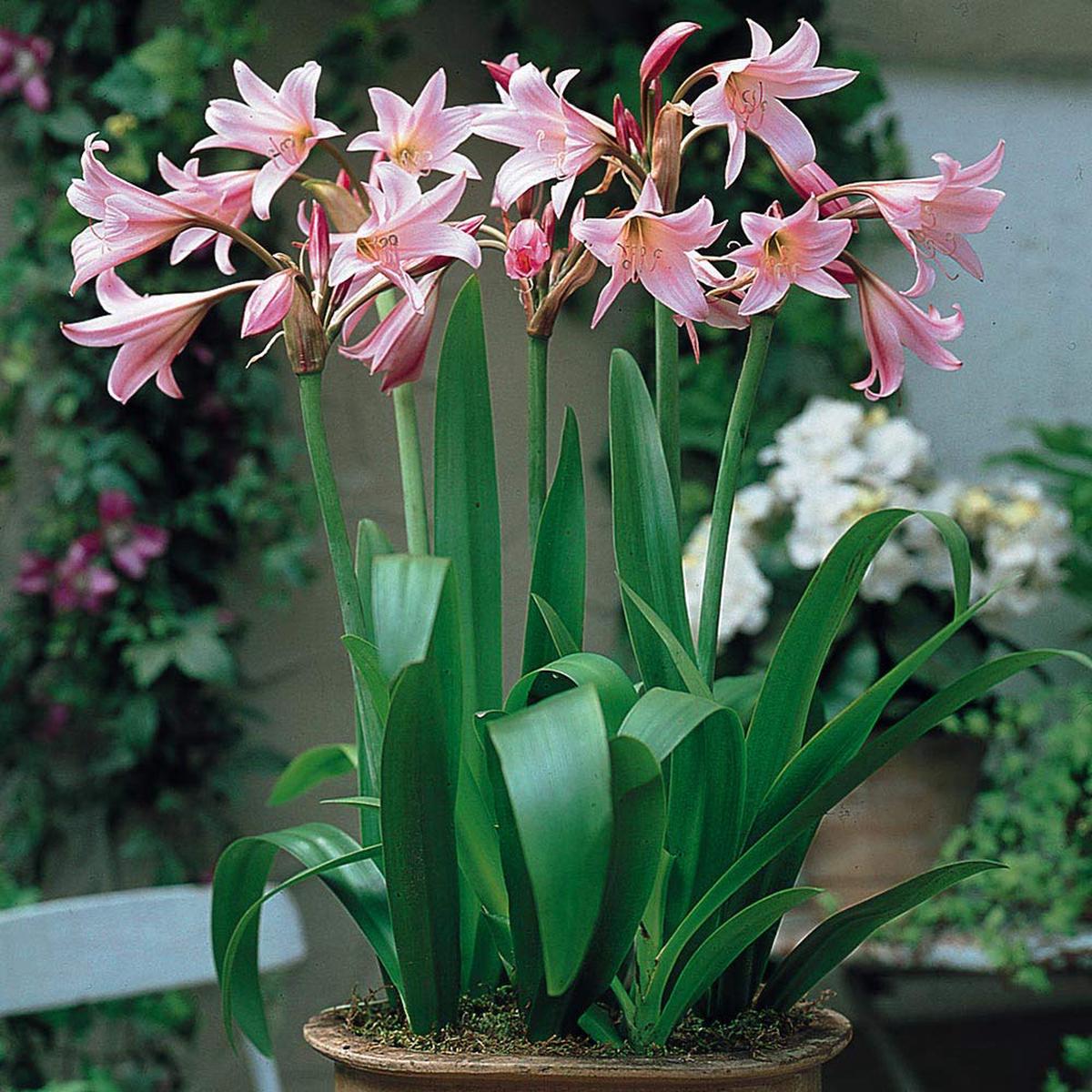 Mixed Crinum Flower Seeds for Planting 100