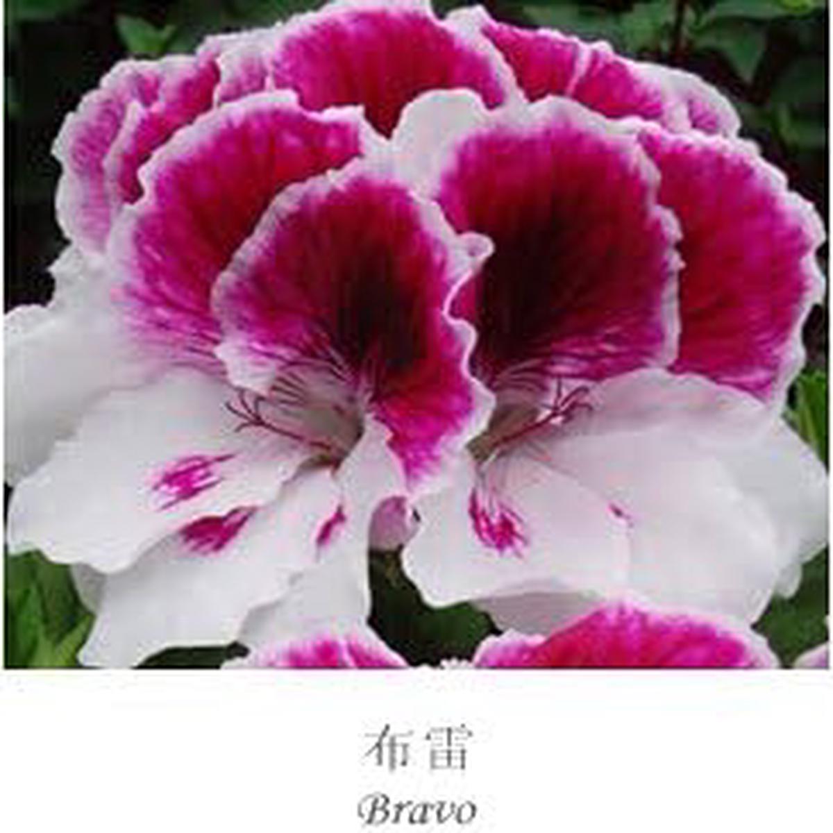 Mixed Regal Pelargonium Flower Seeds for Planting | Heirloom Non-GMO High Germination