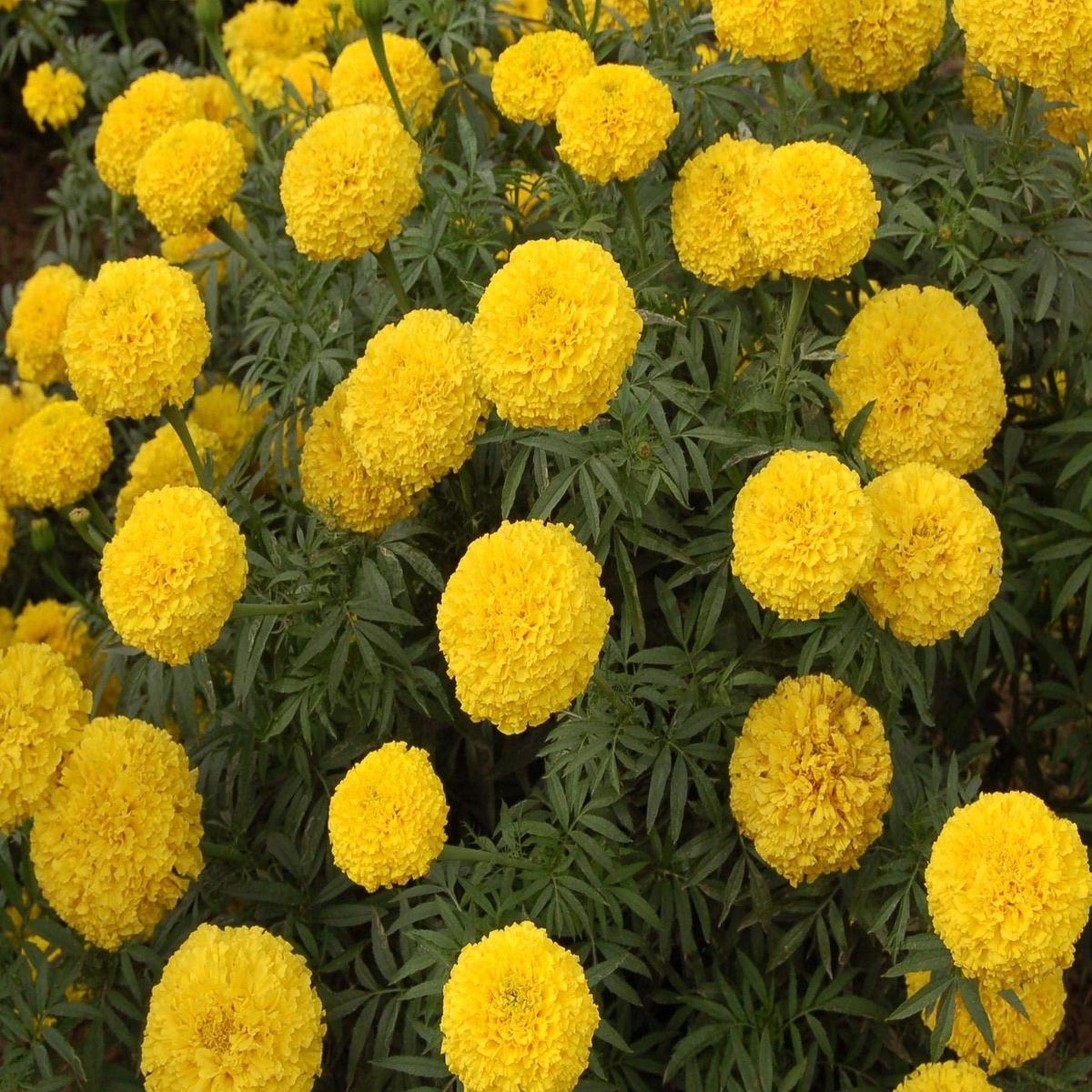 Non-GMO Marigold Seeds for Planting  Heirloom, Easy to Grow, Bright Blooms, Annual