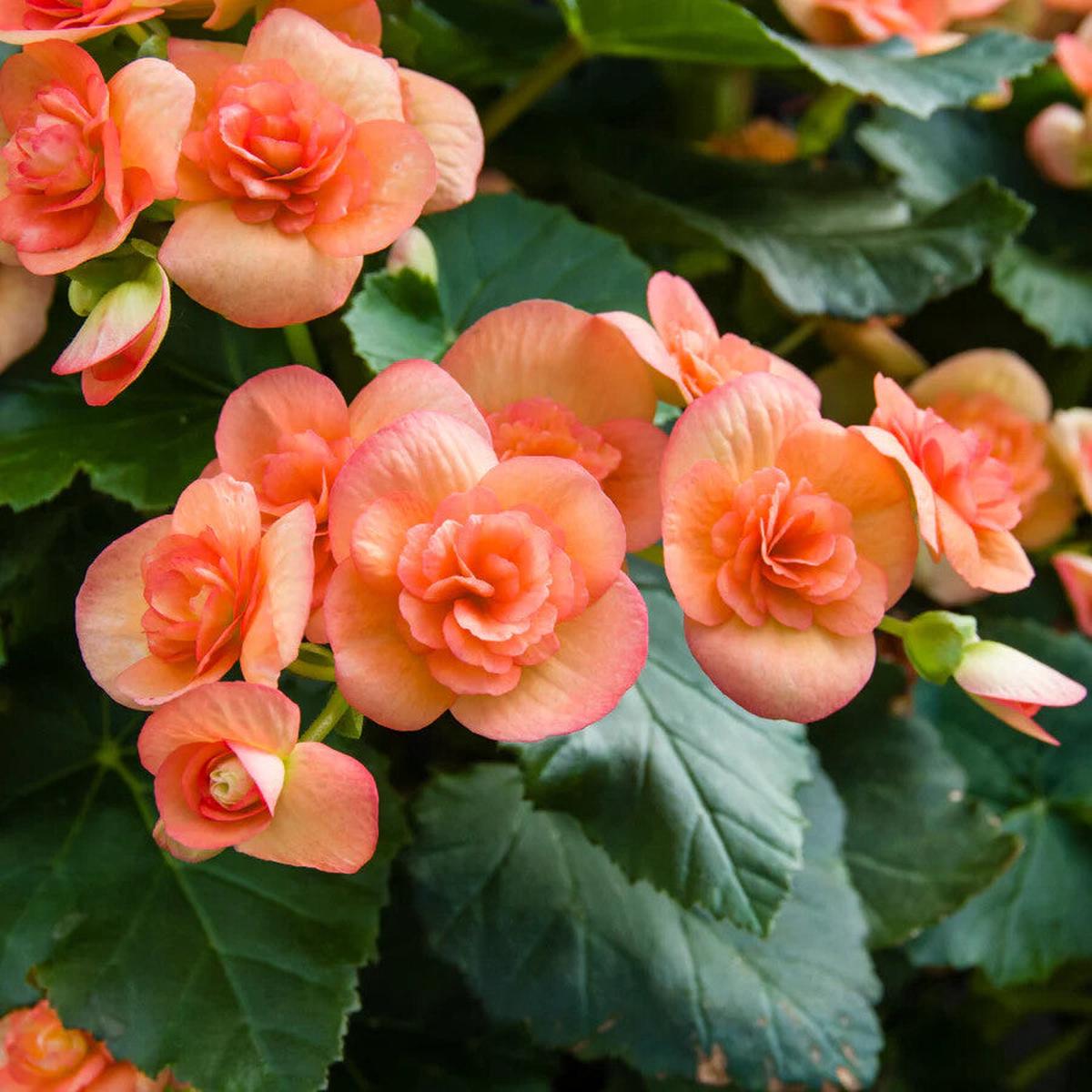 Orange Begonia Flower Seeds for Planting  Heirloom Non-GMO, High Germination Organic Garden Seeds