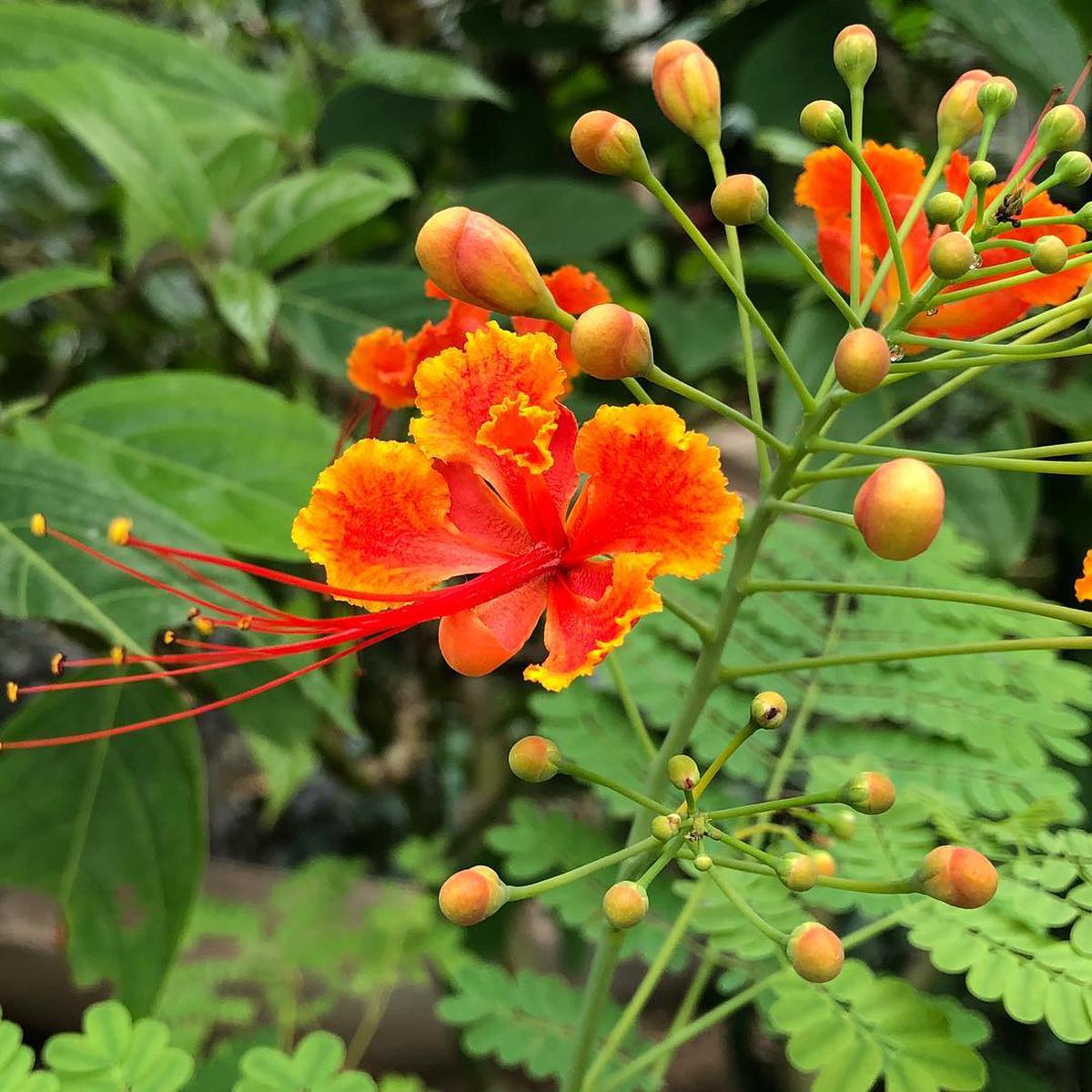 Orange Caesalpinia Flower Seeds for Planting  Heirloom, Non-GMO, High Germination Organic Garden Seeds