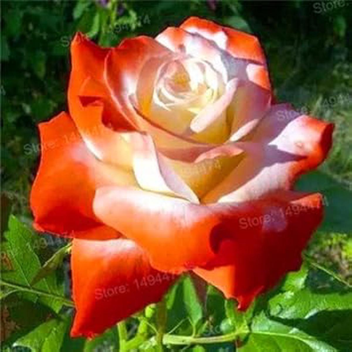 Orange & White Rose Heirloom Non-GMO Seeds for Planting  High Germination Organic Garden Seeds