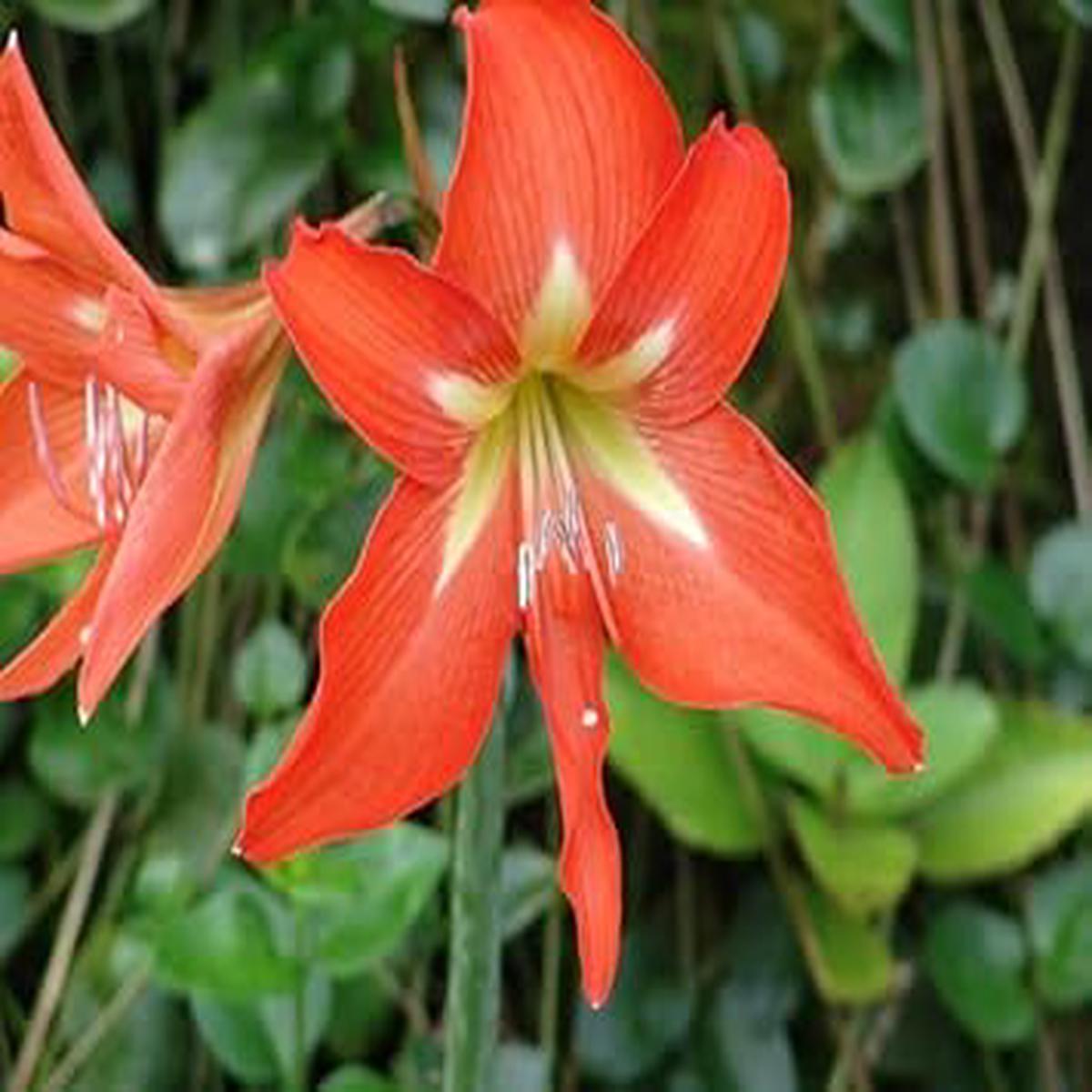Organic Heirloom Non-GMO Orange Hippeastrum Rutilum Flower Seeds for Planting  Bold Blooms