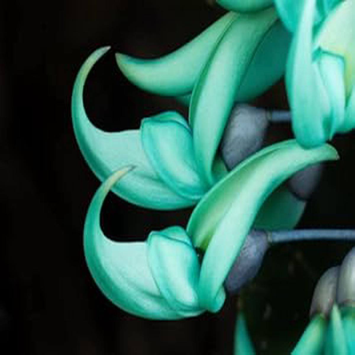 Organic Jade Green Flower Seeds for Planting  Heirloom, Non-GMO, High Germination Organic Garden Seeds