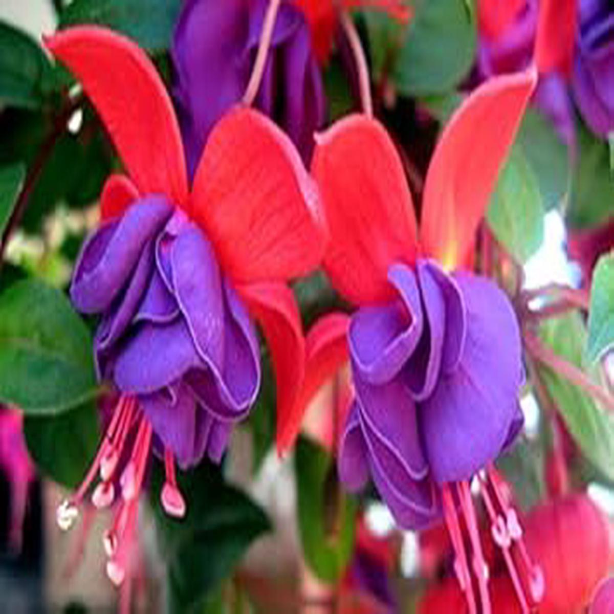 Organic Purple Red Double Petal Fuchsia Seeds for Planting Heirloom, Non-GMO, High Germination Garden Seeds
