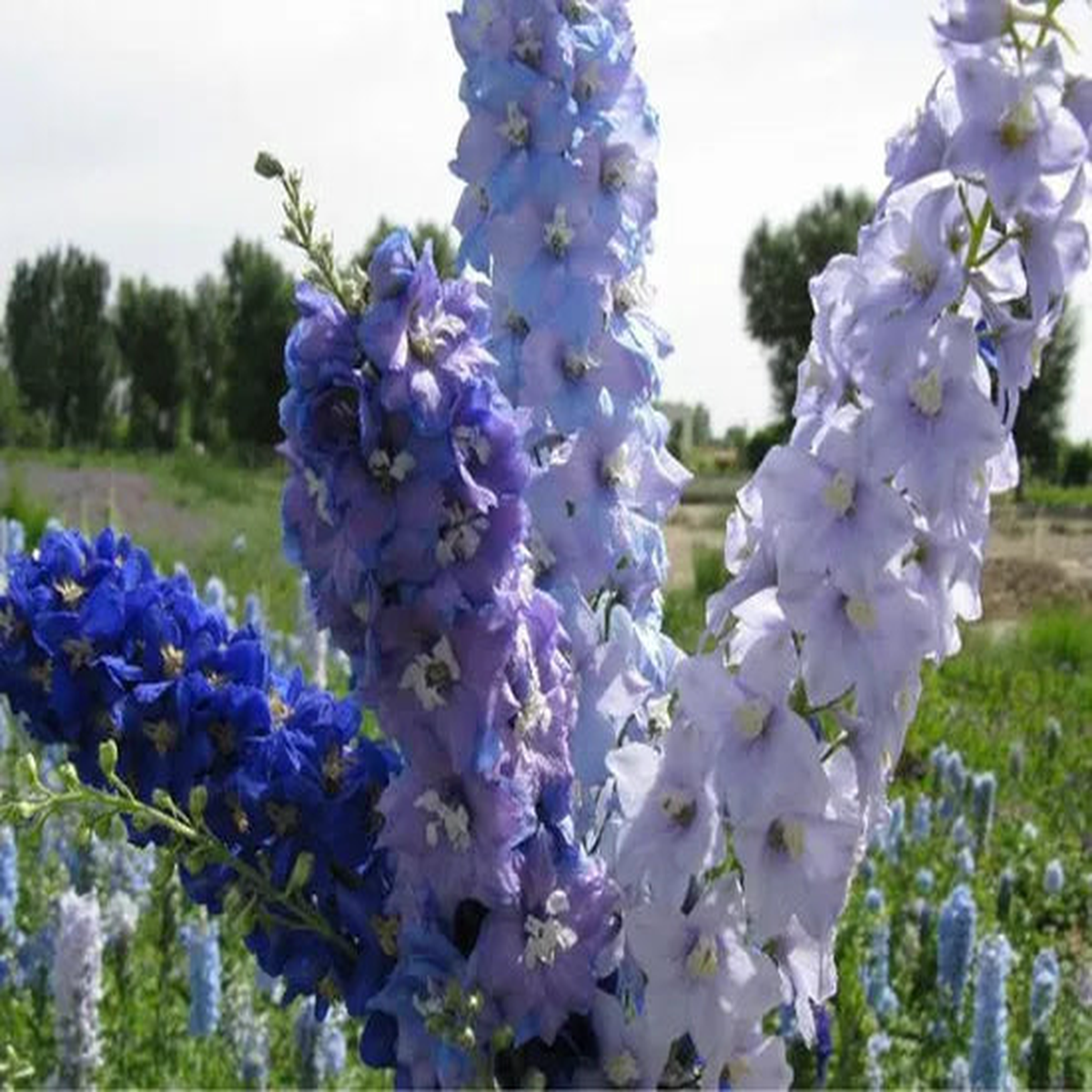 Ornamental Flower, Partial Shade Tolerant Well Ventilated, Delphinium  Heirloom, Non-GMO, High Germination Organic Garden Seeds