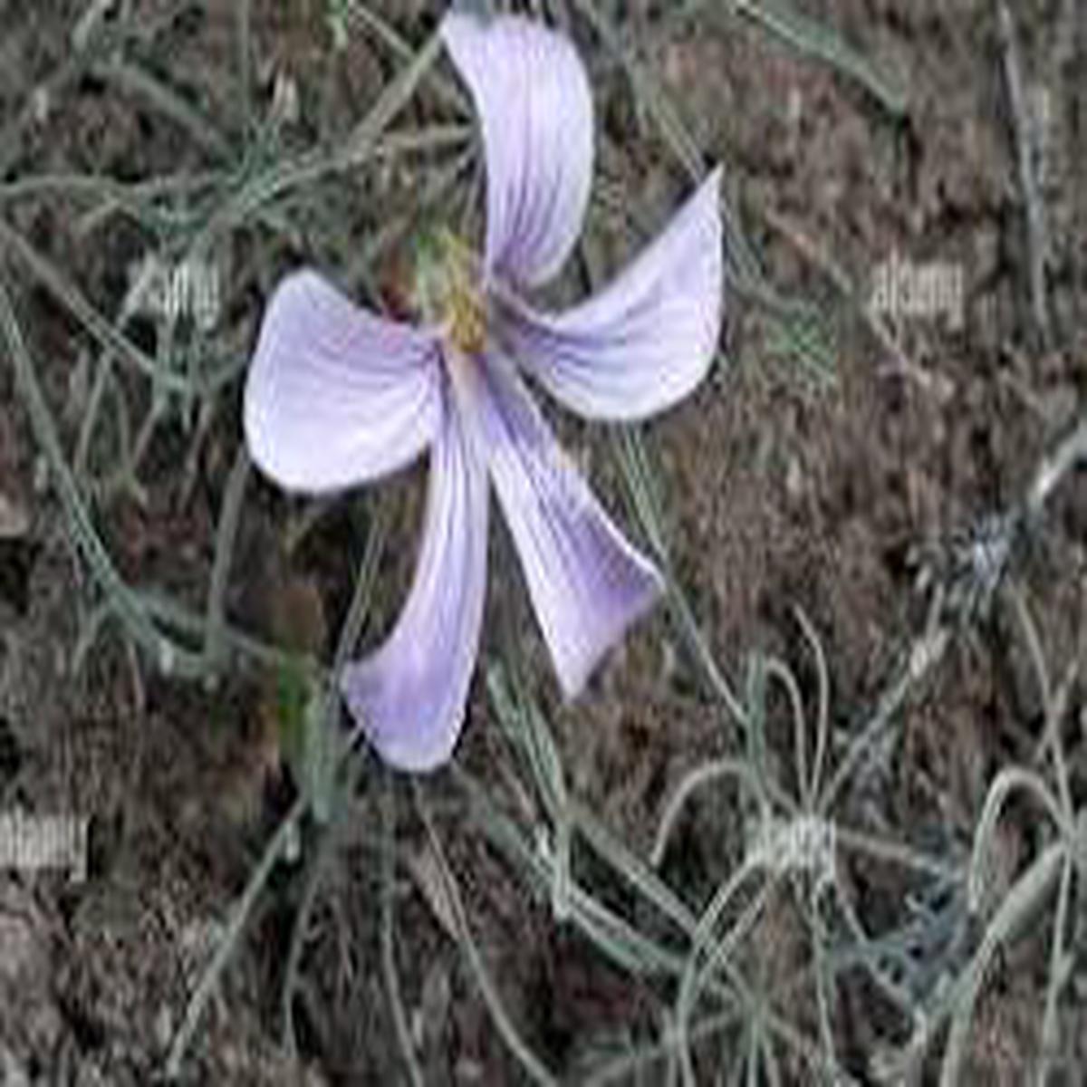 Oxalis Laciniata Flower Seeds for Planting  Premium Quality, Heirloom, Non-GMO & Organic Garden Seeds