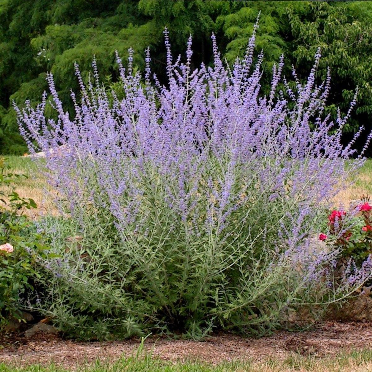 Perovskia atriplicifolia Seeds  Hardy Perennial for Pollinator Gardens